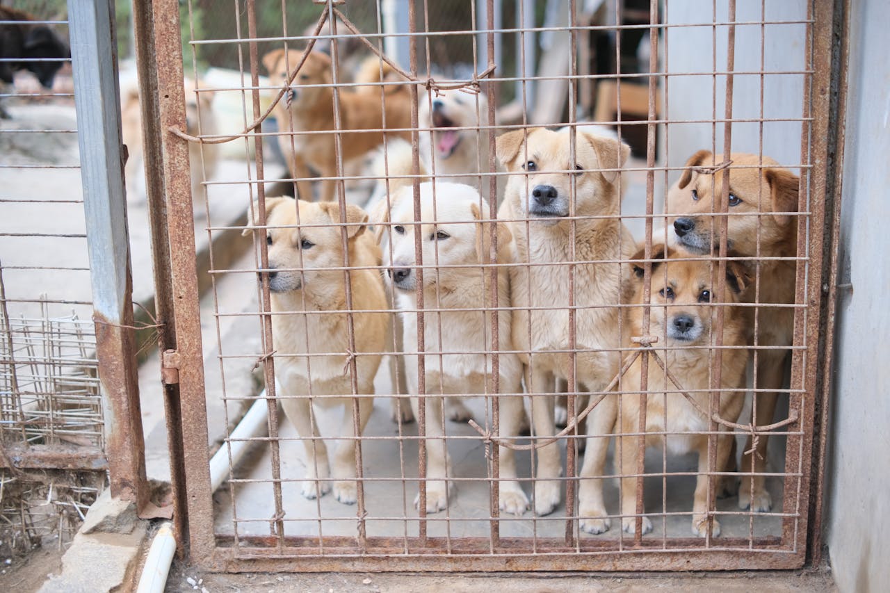 menu-15 Multiple dogs in a shelter cage, highlighting the need for adoption and animal care.