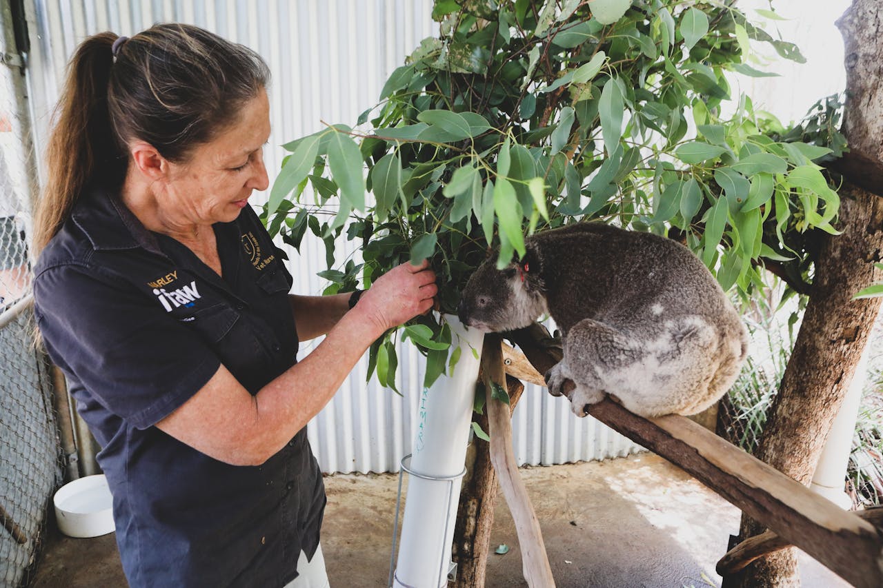 A dedicated volunteer tending to a koala in an Australian animal rescue center.