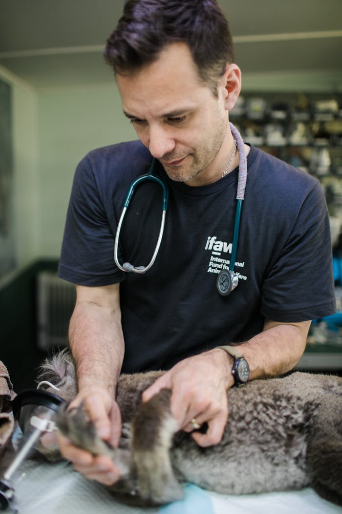 A compassionate veterinarian treats a koala at a clinic in Australia, showcasing animal welfare efforts.