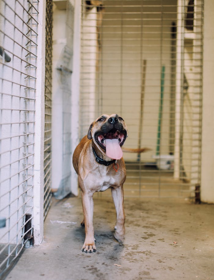 menu-10 Energetic Pitbull with tongue out inside an animal shelter kennel, looking cheerful.