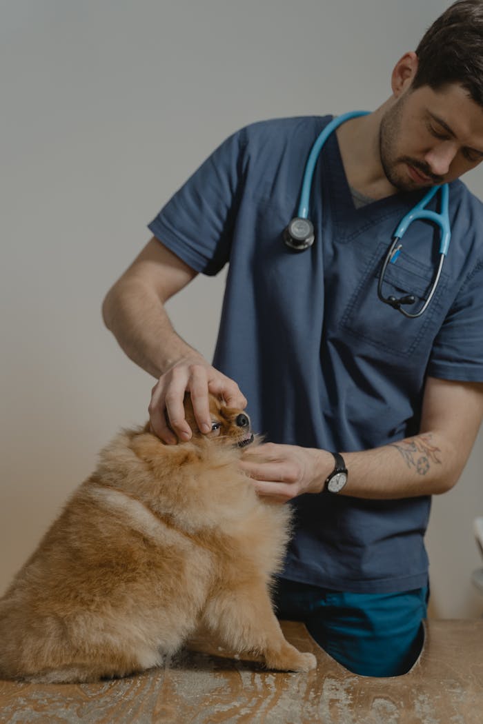 A veterinarian in blue scrubs attentively examines a fluffy dog in a clinic.