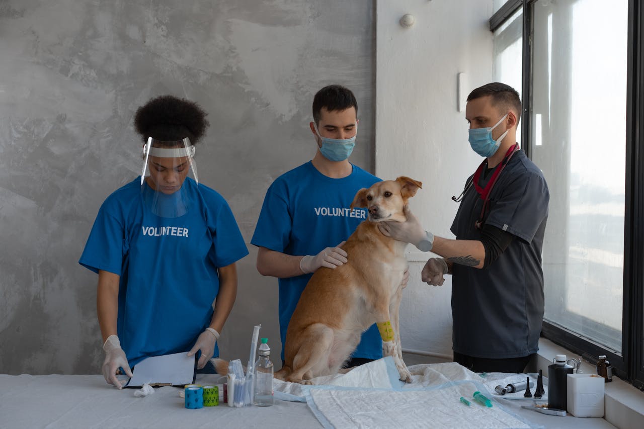 menu-14 Volunteers assist a veterinarian during a dog's health check-up in a clinic.