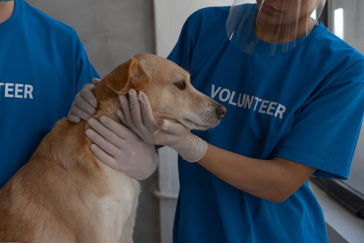 Volunteers in protective gear providing medical care to a dog at a vet clinic.