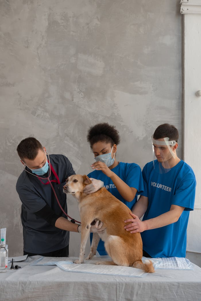 menu-17 Volunteers assisting veterinarian in medical examination of a dog, ensuring pet health.