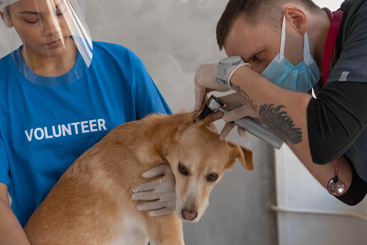 menu-02 Vet performs checkup on dog with help from volunteer assistant indoors.