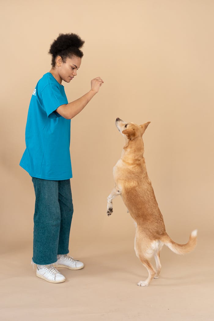 Woman teaching a mixed-breed dog to stand in a studio.