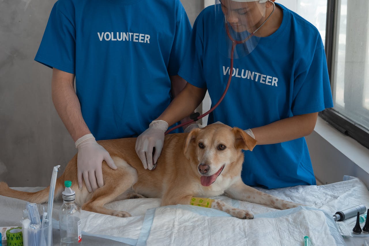 menu-13 Veterinary volunteers caring for a dog during a checkup at an animal clinic.