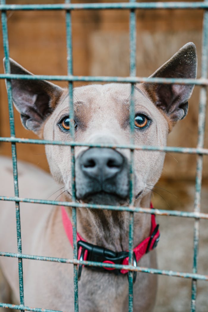 menu-09 Close-up of a pit bull wearing a red collar, looking through cage bars.